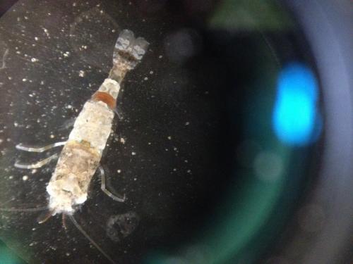 Philocheras fasciatus