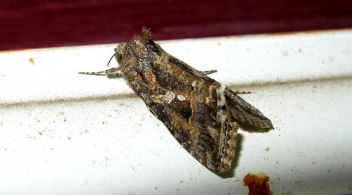 Trichoplusia ni