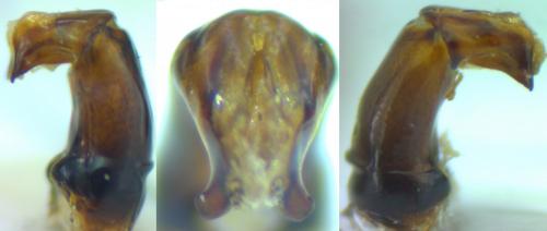 Réf. 157 076 : Onthophagus coenobita