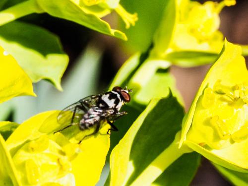 Anthomyia sp.