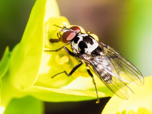 Réf. 157 228 : Anthomyia sp.