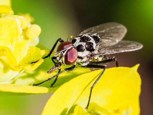 Réf. 157 238 : Anthomyia sp.