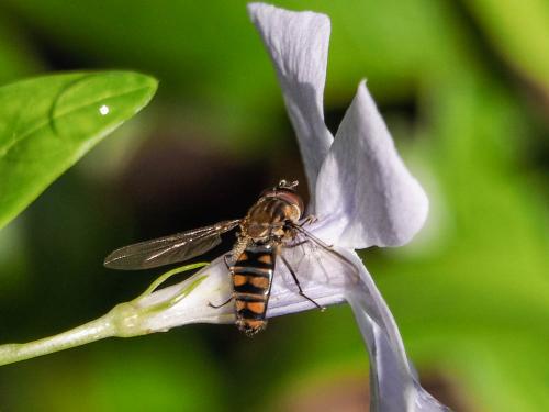Episyrphus balteatus
