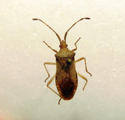 Gonocerus acuteangulatus