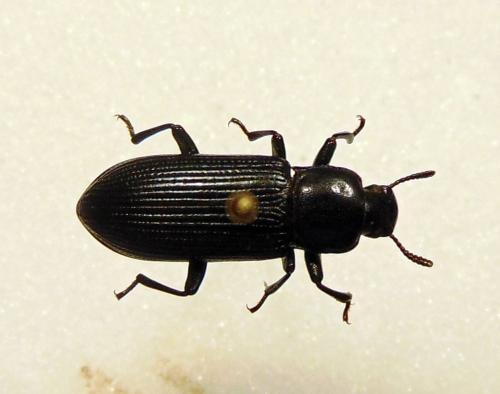 Menephilus cylindricus