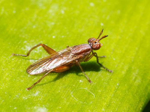 Réf. 157 262 : Sepedon spinipes