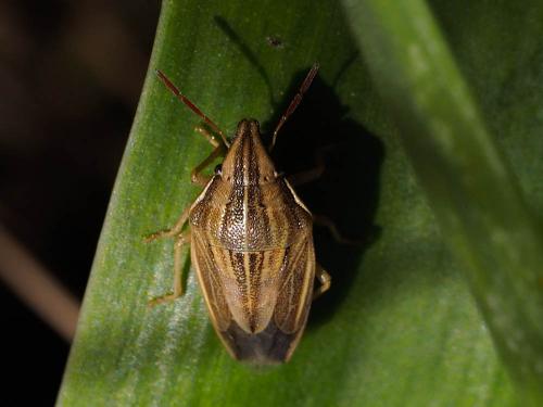 Réf. 157 094 : Aelia acuminata