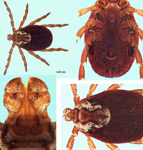 Dermacentor marginatus