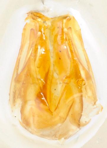 Réf. 157 834 : Cantharis pallida