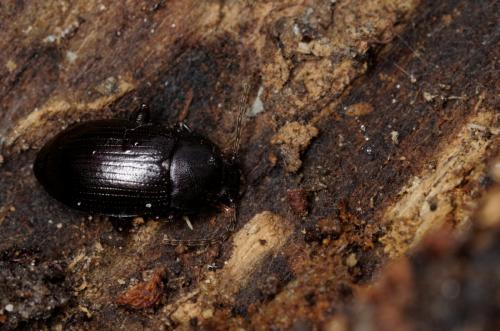 Nalassus laevioctostriatus