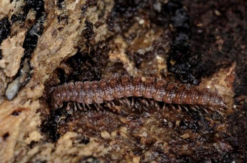 Réf. 157 902 : Polydesmus sp.