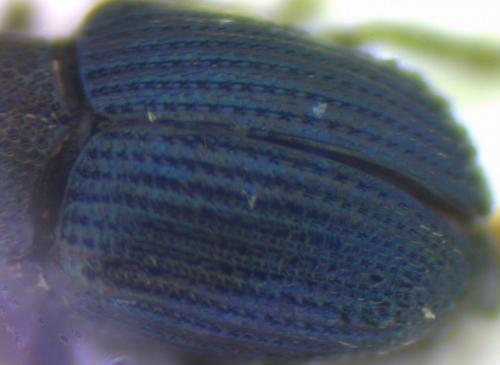 Ceutorhynchus erysimi