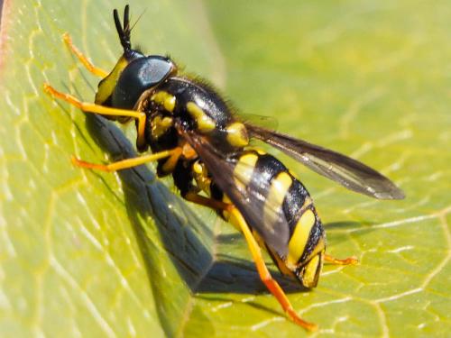 Réf. 157 575 : Chrysotoxum intermedium