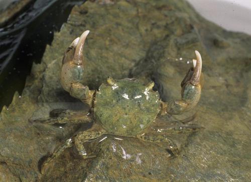 Réf. 157 948 : Hemigrapsus takanoi