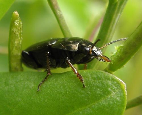 Amara sp.