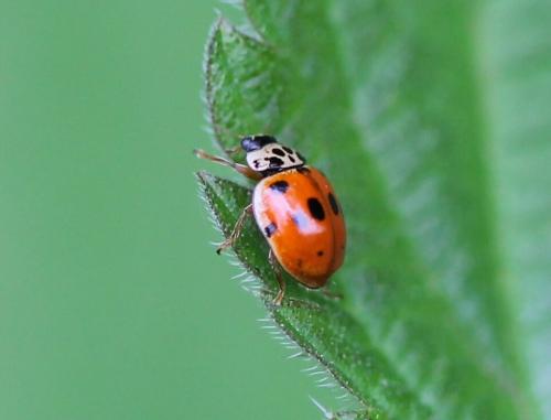Adalia decempunctata