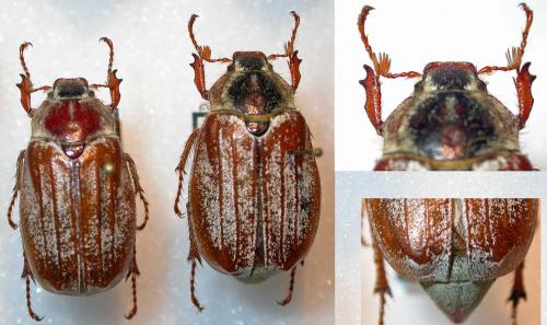 Melolontha pectoralis
