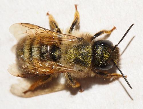 Réf. 157 761 : Osmia bicornis