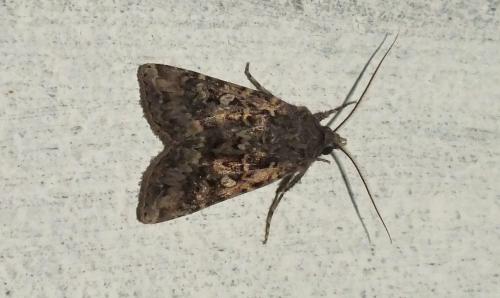 Euxoa canariensis