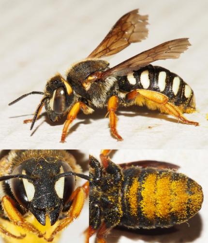 Réf. 157 222 : Rhodanthidium septemdentatum