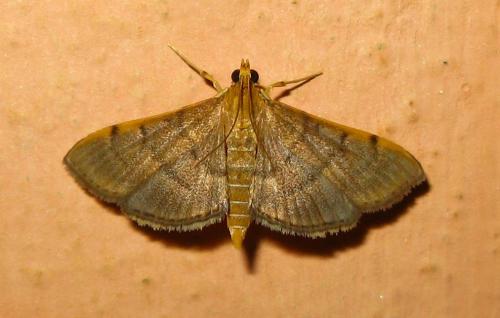 Omiodes indicata