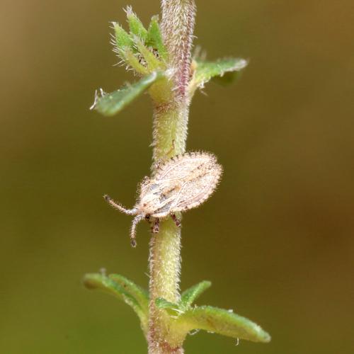 Lasiacantha capucina