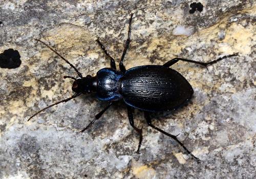 Réf. 157 175 : Carabus problematicus