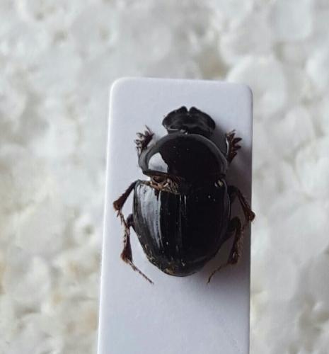 Réf. 157 247 : Onthophagus sp.