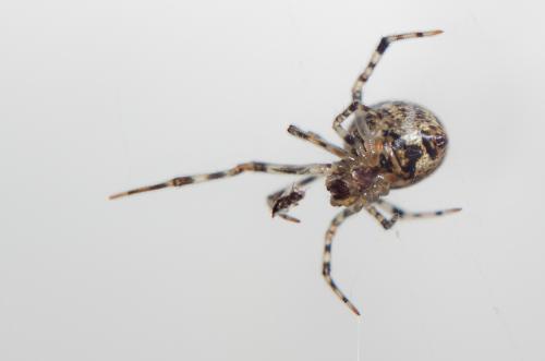 Réf. 157 232 : Parasteatoda tepidariorum