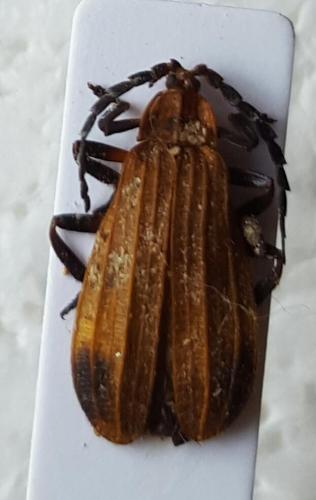 Calopteron sp.