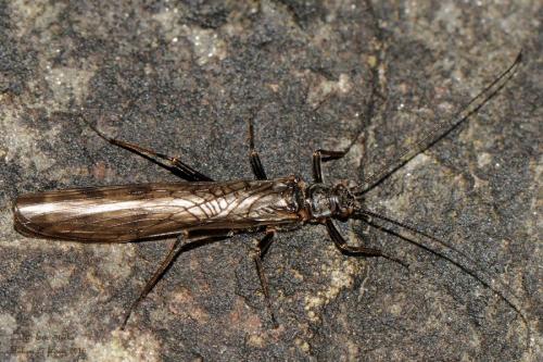 Réf. 157 647 : Brachyptera sp.