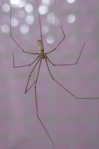 Réf. 157 702 : Pholcus phalangioides