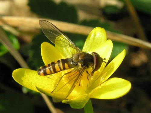 Episyrphus balteatus
