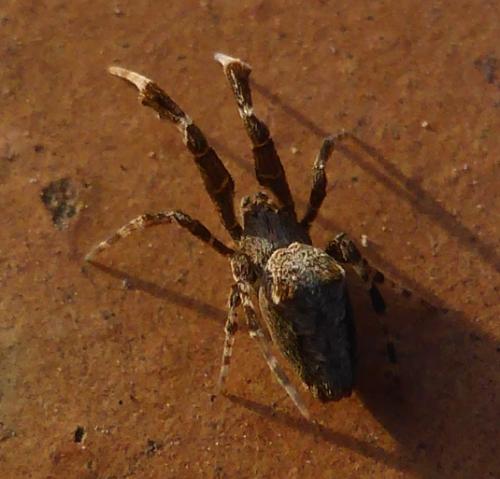 Uloborus plumipes