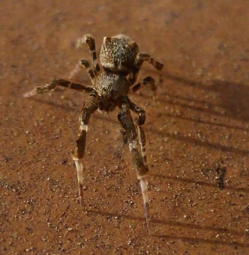 Uloborus plumipes