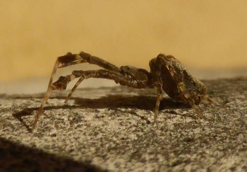Réf. 157 560 : Uloborus plumipes