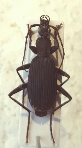 Galerita sp.