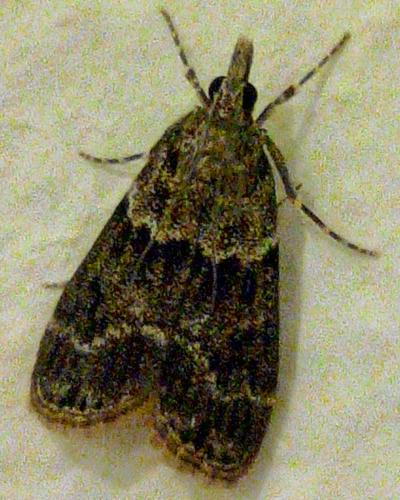 Eudonia mercurella