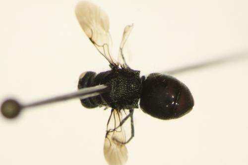 Réf. 157 489 : Pseudomalus sp.