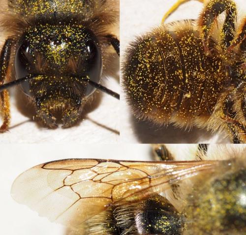 Réf. 157 763 : Osmia bicornis