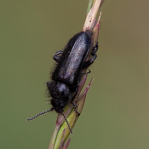 Enicopus ater ater