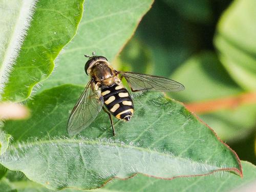 Réf. 157 546 : Eupeodes luniger