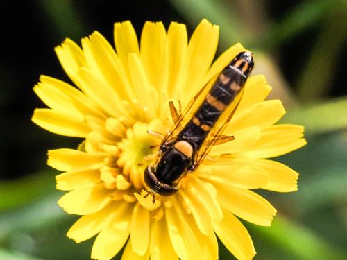 Réf. 157 381 : Sphaerophoria scripta
