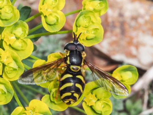 Chrysotoxum sp.