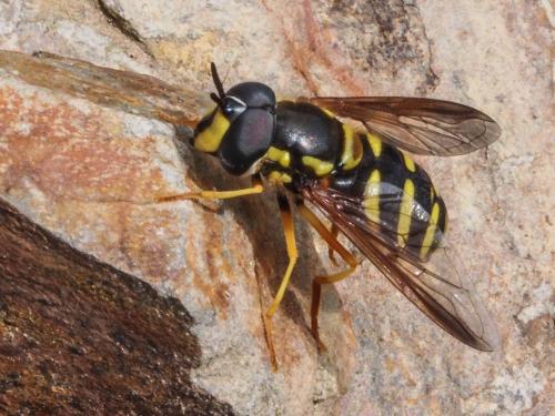 Chrysotoxum sp.