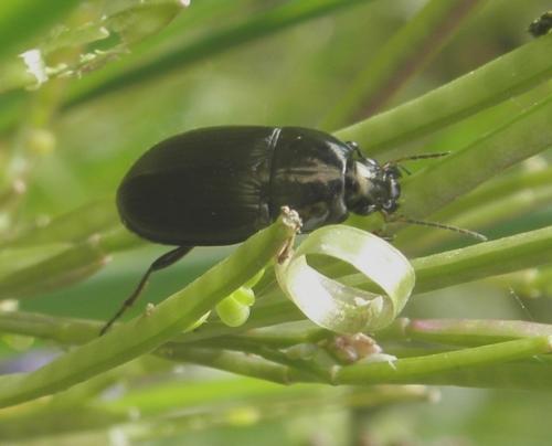 Amara sp.