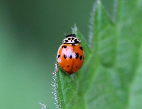 Réf. 157 705 : Adalia decempunctata