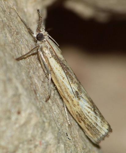 Réf. 157 143 : Agriphila inquinatella