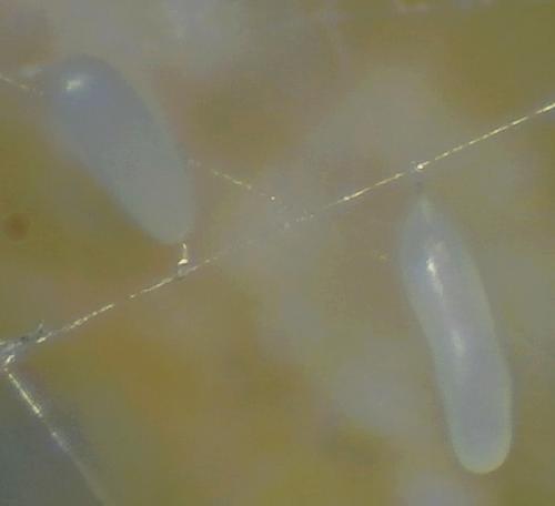 Hormius sp.