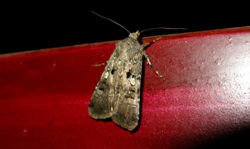 Réf. 157 579 : Agrotis trux